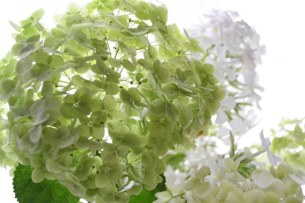 Nagy Buja Csokor Fehér Zöld Virágok Kerti Hortenzia Phlox — Stock Fotó