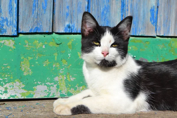 Cat in black and white color with shabby effect in the old house of russian village, shabby natural background