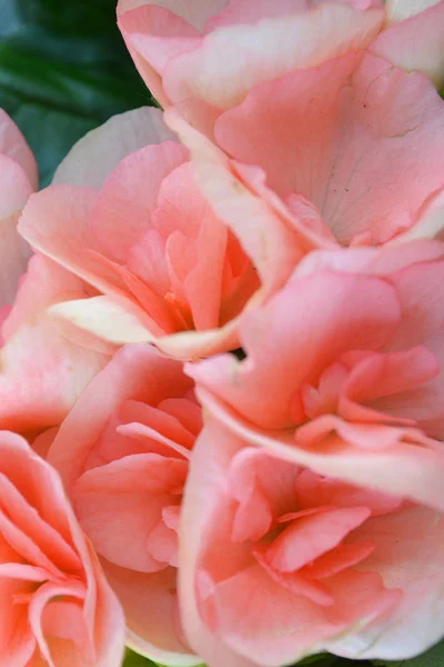 Beautiful Pink Coral Begonia Flowers Background Vertical Image — Stock Photo, Image
