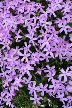 Phlox subulata : Mor Güzellik. Bahçede Mor Phlox subulata çiçekleri yakın doku, dikey görüntü