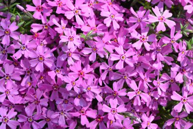 Phlox subulata: Kızıl Güzellik. Dokuyu kapat