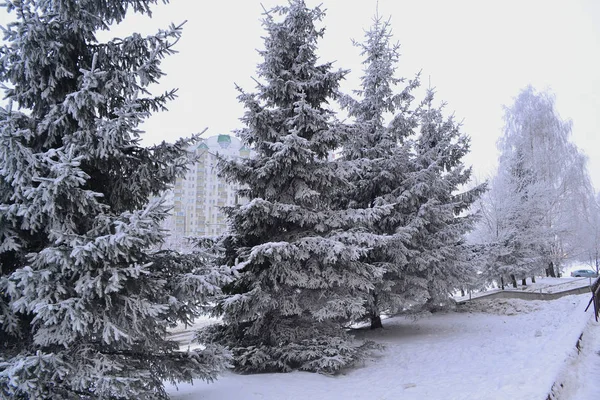 Beco Árvores Abeto Cidade Paisagem Urbana Inverno Cidade Minsk Bielorrússia — Fotografia de Stock