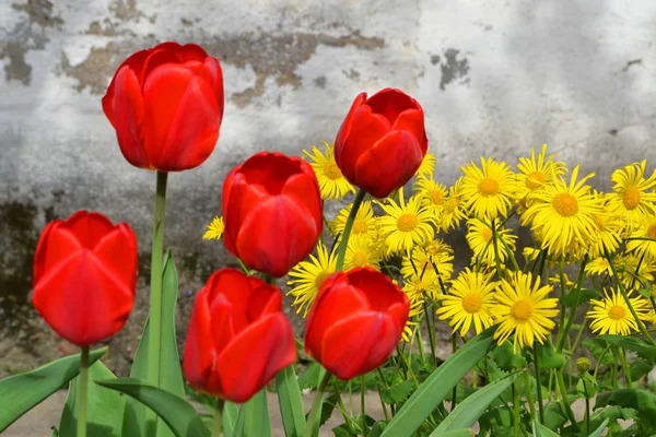 Doronicum Gelbe Blüten Und Rote Tulpen Garten Frühling — Stockfoto