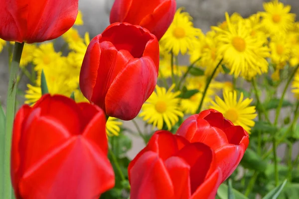 Doronicum Columnae Gelbe Blüten Wie Gänseblümchen Mit Roten Tulpen Frühlingsblumen — Stockfoto