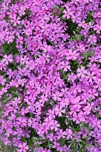 Phlox Subulata Crimson Beauty Phlox Subulata Moss Pink Plant Bloomin — Stockfoto