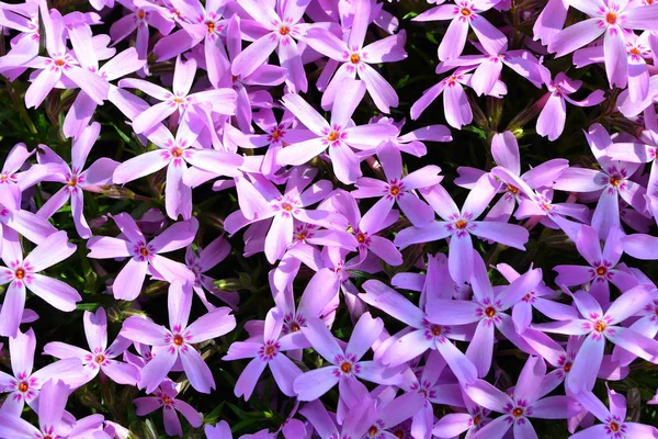 Phlox Subulata Lila Szépség Háttérmintázat Bezárása — Stock Fotó