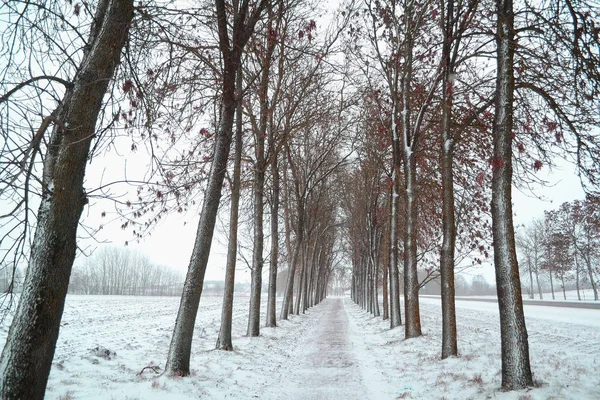 Vinter Snö Träd Park Väg Perspektiv Vit Gränd Och Svarta — Stockfoto