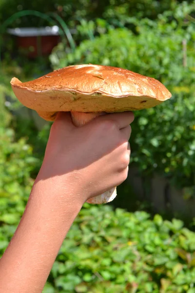 Raw Orange Cap Boletus Girl Hand — Stock Photo, Image