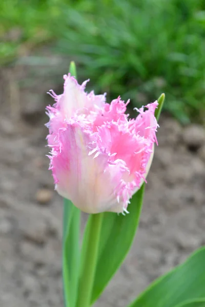 Schicker Schnickschnack schöne helle saftige Blumen Tulpe — Stockfoto