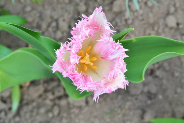 Schicker Schnickschnack schöne helle saftige Blumen Tulpe Draufsicht — Stockfoto