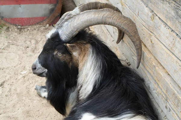 Ritratto di capra da vicino. Bella capra in bianco e nero in animali da fattoria biologici. Divertente testa di capra con lunghe corna — Foto Stock