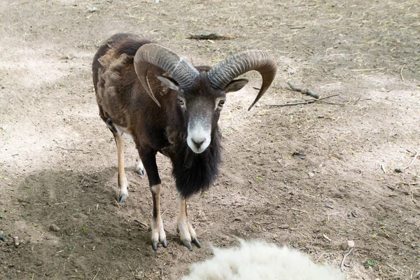 Mouflon o ovis orientalis, animale cornuto della foresta in allevamento biologico. Con grandi corna — Foto Stock