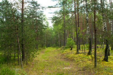 Yaz gününde doğal derin orman yolu, Belarus manzarası