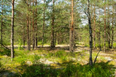 Görkemli yeşil çam ağacı orman manzarası, Belarus 'taki derin doğal orman.