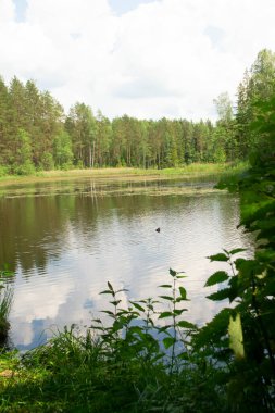 Mavi bulutlu gökyüzü altında orman gölü, Belarus 'ta manzara