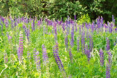 Orman mavi lupinler ya da Lupinus ile kaplanmış.