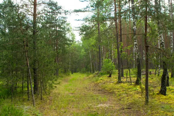Yaz gününde doğal derin orman yolu, Belarus manzarası