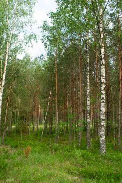 Foresta Funghi Betulla Abete Rosso Nella Giornata Estiva Alberi Verdi — Foto Stock