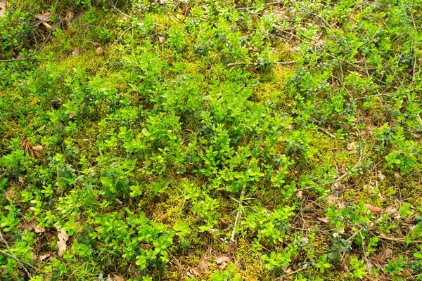 Vacker Bakgrund Med Gröna Lingonblad Tranbärsskog Vitryssland Sommardag — Stockfoto