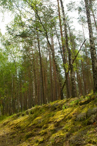 Paysage Forestier Vert Été Matin Forêts Naturelles Nature Verte Belarus — Photo