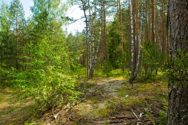 Schöner Sommerwald Mit Verschiedenen Bäumen Mischwald Weißrussland Zeit Für Pilze — Stockfoto