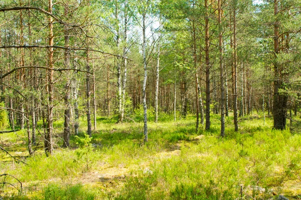 Arbustos Bayas Bosque Pinos Verdes Campo Bayas Día Soleado Belarús —  Fotos de Stock