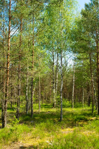 Yosun Kaplı Ilkel Orman Belarus Dikey Görüntü — Stok fotoğraf