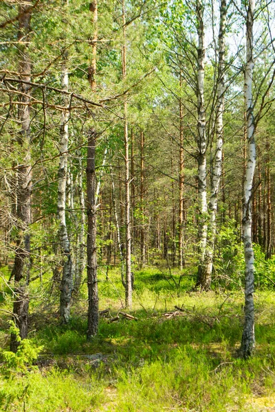 Foresta selvatica profonda in Belarus, alberi di mescolanza — Foto Stock