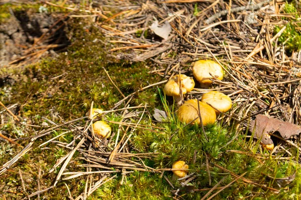 Yuang setas cantarela dorada salvaje en el bosque en Bielorrusia —  Fotos de Stock