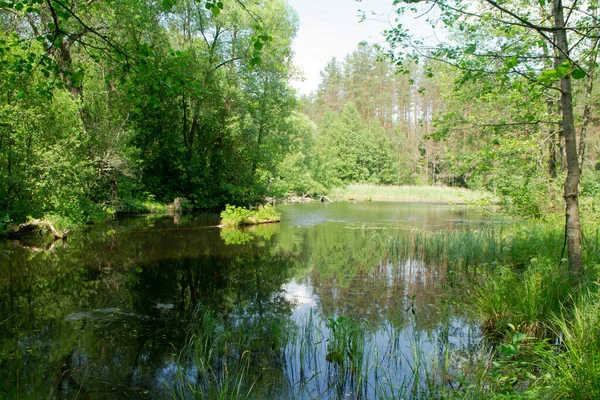 ベラルーシの森林湖の風景 — ストック写真