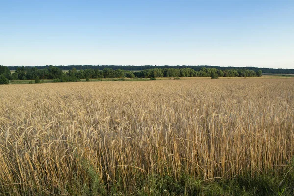 황록색 곡식이 농장에서 자라게 됩니다 벨라루스의 — 스톡 사진