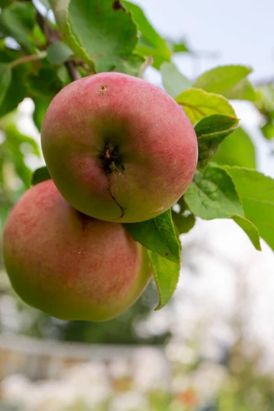 Różowe organiczne jabłka rosną na gałęzi pośród zielonych liści na tle nieba — Zdjęcie stockowe