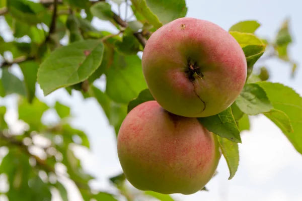 Rijp in de zomer roze appels op een boom. Achtergrond van de lucht en wispy witte wolken. Groene lommerd. Vers zomers beeld van fruit. — Stockfoto