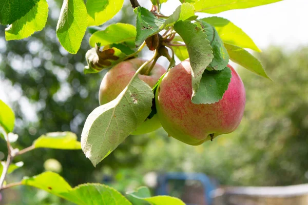 Różowe jabłka na gałęzi jabłoni, letni dzień w wiosce — Zdjęcie stockowe