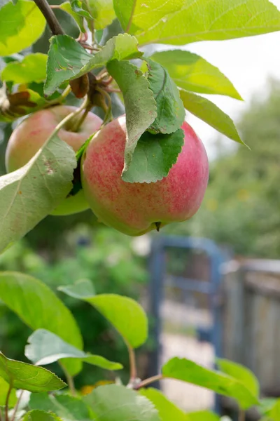 Rijpe vruchten van appels op een boomtak in het dorp — Stockfoto