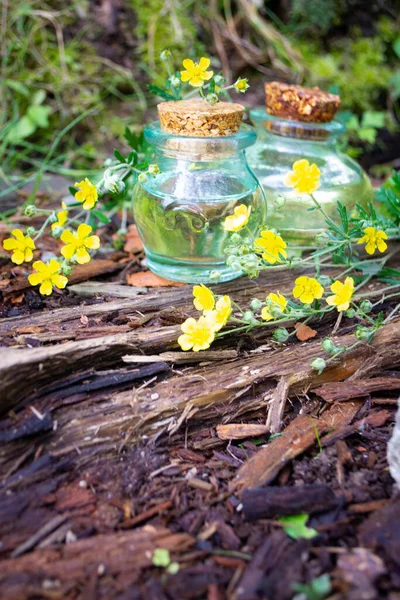 Ranunculus acris prairie buttercup, essence huile végétale médicale — Photo