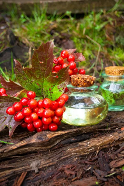 Essenza olio naturale di Viburnum, medicina alternativa, sfondo naturale — Foto Stock