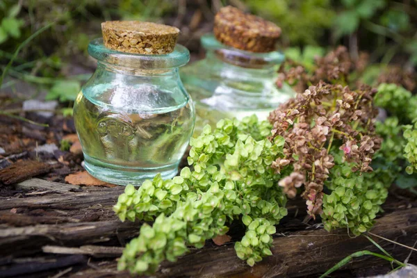 Confertus de rumex de plante médicale avec des graines vertes et broun. Huile essentielle. Oseille utile de forêt d'herbes pour l'utilisation dans la médecine alternative de fines herbes. Photos De Stock Libres De Droits