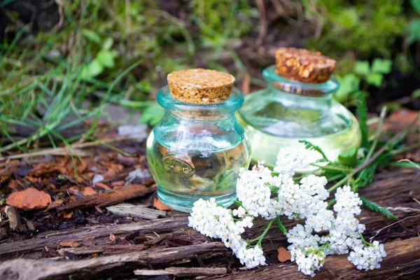 Aceite esencial de milenrama en las botellas de vidrio, con flores de milenrama fresca, en la superficie natural de madera Imagen De Stock