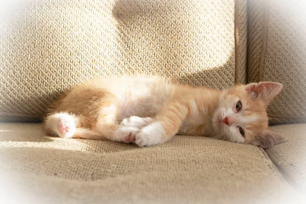 Niedliches rotes Kätzchen auf Sofa liegend, konzeptionelles Bild — Stockfoto