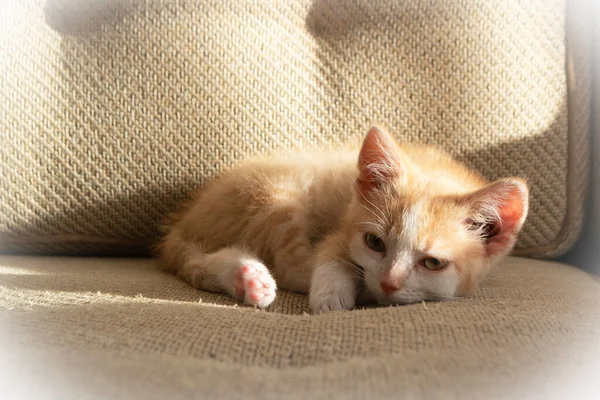 Kätzchen schlafen auf dem Sofa, Katze zu Hause — Stockfoto