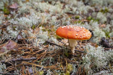 Gri yosunlu Amanita muscaria ya da Amanita. Vahşi doğada yenmeyen zehirli bir mantar mantarı.