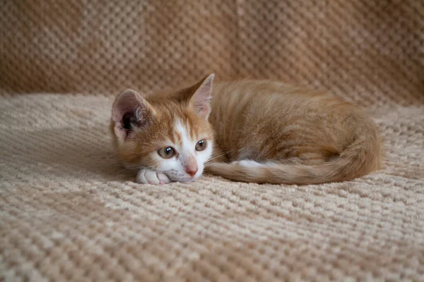 Niedliche Kleine Kätzchen Ingwerkätzchen Kätzchen Liegt Hause Auf Dem Flauschigen — Stockfoto