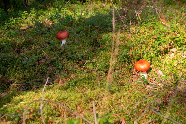 Russula Emetica Comúnmente Conocida Como Enfermiza Emética Russula Sobre Musgo —  Fotos de Stock