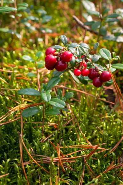 Close Wild Lingonberries Growing Forrest Green Leaves Filling Background Vertical — Stock Photo, Image