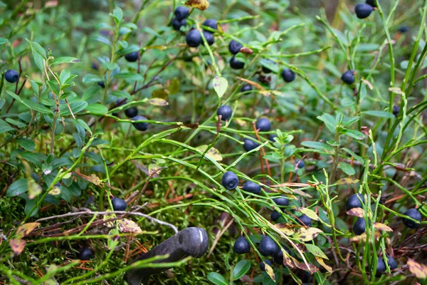 Green Shrubs Blueberry Fruits Wild Forest Close — Stock Photo, Image