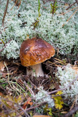 Boletus mantarı ya da ormandaki Boletus aereus. Kral mantarı, kahverengi sepet