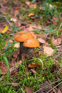 İki portakal kapağı boletus. Yenebilir orman mantarları. Genç boletus kavak ormanında yetişir, kırmızı başlıklı bir mantar ve kuru yapraklar ve dallar arasında beyaz bir ayak..
