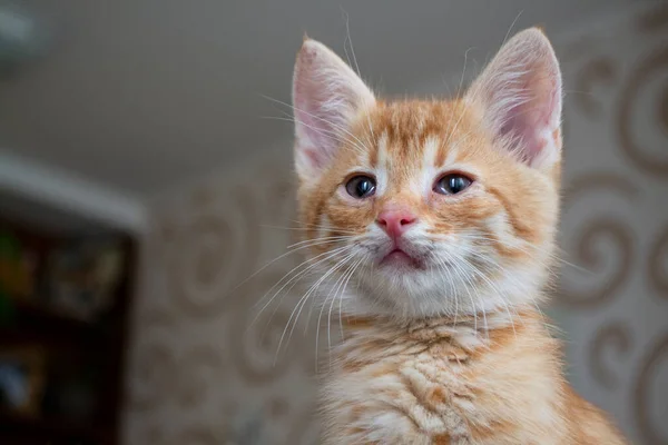 Kleine Rote Maine Coon Kätzchen Portrait Nahaufnahme — Stockfoto