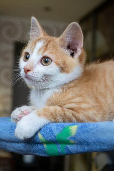 Carino Piccolo Gattino Rosso Guardando Alto Immagine Verticale — Foto Stock